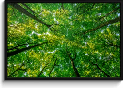 Produktbild von MuchoWow® MuchoWow® Gerahmtes Poster Wald - Bäume - Grün 90x60 cm - Poster mit zchwarzem Bilderrahmen - Fotorahmen - Foto-Plakat