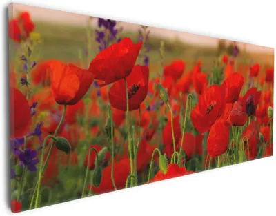 Produktbild von Wallario Premium Leinwandbild Mohnblumen auf dem Feld in Größe 30 x 75 cm