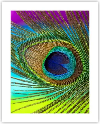 Produktbild von Poster - Poster ohne Rahmen - Pfauen Federn Regenbogen - 40x50 cm - Wand Bild - Wanddeko - Wandbilder - Kunstposter - Wandposter - Bilder - Kunstdruck - Wanddekoration - Wandbild - P2XPA40x50-4385