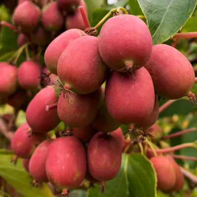 A close-up view of a cluster of red kiwis growing on a vine with green leaves.