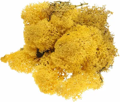 Produktbild von Islandmoos Gelb 400g - Dekomoos, Bastelmoos, Konserviertes Naturmoos für kreative Dekoration, Modellbau & Blumengestecke