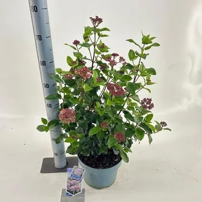 Produktbild von Viburnum tinus Lisarose ('Loren'PBR) - Lorbeer-Schneeball | 50-60 cm im Topf