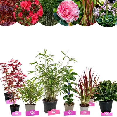 Produktbild von Pflanzenpaket Japanischer Garten – 8 Pflanzen für ca. 6 m²