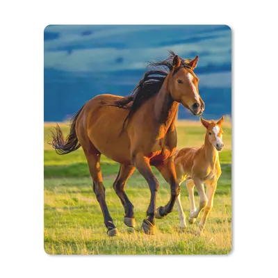 Produktbild von MuchoWow® Mauspad Mousepad Pferde - Gras - Tiere - Landschaft - Natur 19x23 cm - Mousepads - Maus Mat - Pad - Mausunterlage - Mauspads - Spielen