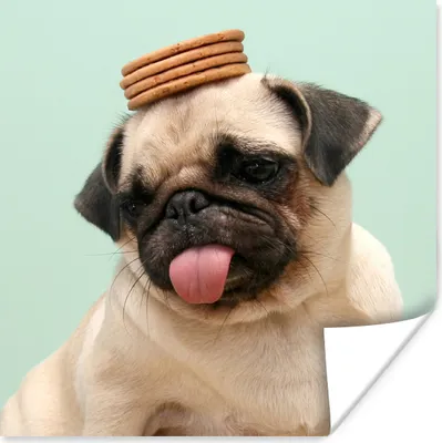 Produktbild von MuchoWow® Poster Hund - Lustig - Kekse - Kinder - Jungen - Mädchen - Kinder 75x75 cm - Wand Dekoration