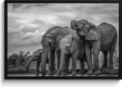 Produktbild von MuchoWow® MuchoWow® Gerahmtes Poster Elefant - Tiere - Wasser - Schwarz und weiß 90x60 cm - Poster mit zchwarzem Bilderrahmen - Fotorahmen - Foto-Plakat