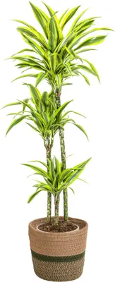 Obrázek produktu pro Dracaena Deremensis Lemon Lime vcetne prírodního košíku - výška 130 - 150cm