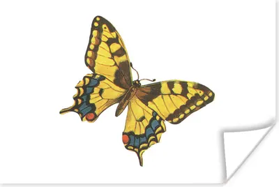Produktbild von MuchoWow® Poster Tier - Schmetterlinge - Gelb 60x40 cm - Schlafzimmerdekoration