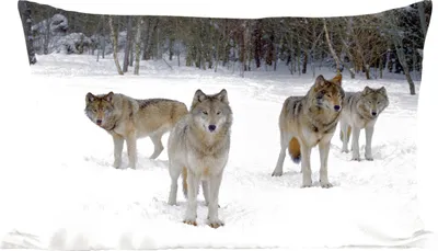 Produktbild von MuchoWow® Zierkissen Sofakissen Wohnzimmer Dekokissen 50x30 cm Wolf - Schnee - Kanada - Wohnzimmerdekoration - Polster mit Photo