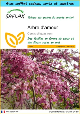 Image de SAFLAX Ensemble-cadeau - Arbre d'amour - 60 graines - Cercis