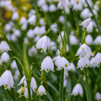 Productafbeelding van Märzenbecher Gravetye Giant - Bloembollen, meerjarig, winterhard - 50 bollen - Knoopplant (Leucojum vernum) - Echte planten uit Nederland - Geschikt voor tuin, potten en balkon (geen zaden, geen kunstplanten)