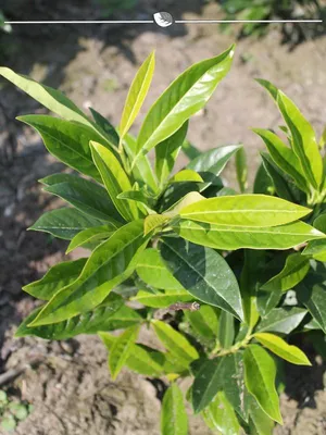 Produktbild von Kirschlorbeer Prunus Genolia 160-180 cm im Topf, 12x Heckenpflanze