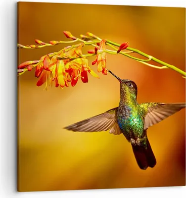Produktbild von Bild auf Leinwand - Leinwandbild - Kolibri Vogel Sommer - 50x50cm - Wand Bild - Wanddeko - Leinwanddruck - Bilder - Kunstdruck - Wanddekoration - Leinwand bilder - Wandkunst - AC50x50-3490