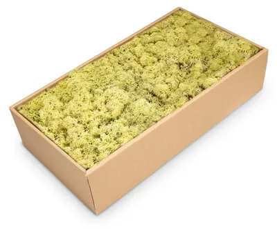 500 g Islandmoos altgrün