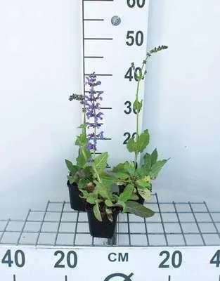 Image de 6 x Salvia pratensis - Mousse étoilée - Pot 9 x 9 cm
