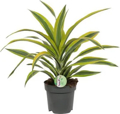 Zdjęcie produktu dla Drzewo smocze Dracaena Lemon Lime, średnica 17 cm, wysokość 40 cm, łatwa w pielęgnacji roślina doniczkowa, element dekoracyjny