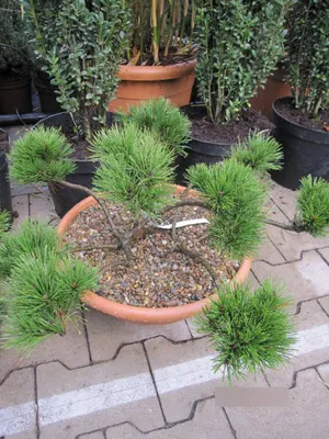 Produktbild von Pinus mugo pumilio Typ Tirol Bonsai - Zwerg-Bergkiefer Typ Tirol
