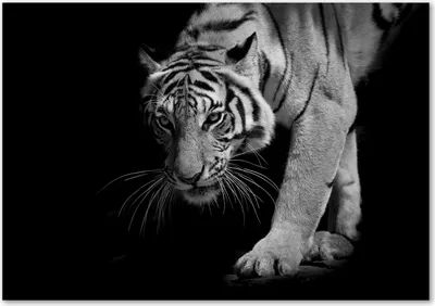 Produktbild von Tulup® Glas-Bild - 100 x 70 - Wandbild aus Glas - Wandkunst - Wandbild hinter gehärtetem Sicherheitsglas - Tiere - Tiger - Schwarzweiß