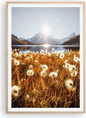Produktbild von Gerahmtes Poster - Rahmen in heller Eiche - Löwenzahn Sonne Feld - 70x100 cm - Wand Bild - Wanddeko - Wandbilder - Kunstposter - Wandposter - Bilderrahmen - Bilder - Kunstdruck - P2NPA70x100-5177