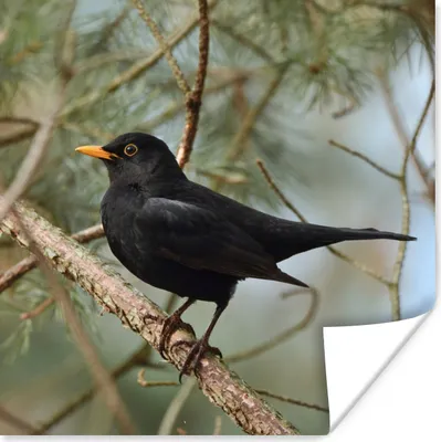 Produktbild von MuchoWow® Poster Vogel - Amsel - Zweige - Tiere 75x75 cm - Wand Dekoration