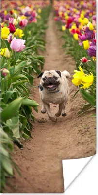 Produktbild von MuchoWow® Poster Blumen - Tulpen - Hund 60x120 cm - Wandschmuck