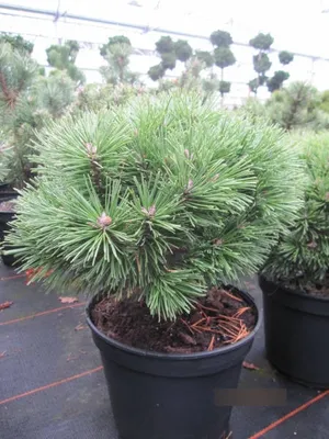 Produktbild von Hakenkiefer Kostelnicek - Pinus uncinata Kostelnicek - 25-30cm
