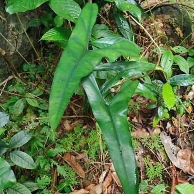 Obrázek produktu pro Alocasia (Alocasia wongii) – 1 vyklíčený semínko