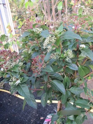 Produktbild von Mittelmeer Schneeball Eve Price Stamm - Viburnum tinus Eve Price Stamm