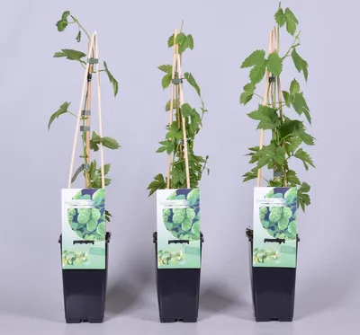 Produktbild von Hopfen - Humulus lupulus 40-60 cm - starkwachsende Kletterpflanze