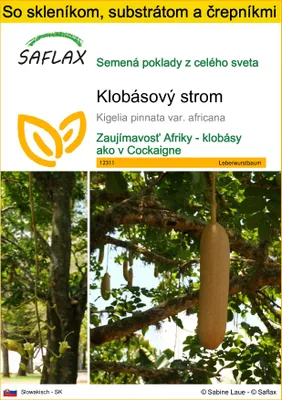 Obrázok produktu pre SAFLAX Kultivačný set - klobásový strom - Kigelia pinnata var. africana - 10 Semená - S mini skleníkom, pestovateľským substrátom a 2 črepníkmi