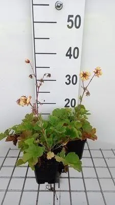 Zdjęcie produktu dla 6 x Geum hybr. 'Fluffy Yellow' - Nelkenwurz - Topf 9 x 9 cm