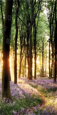 Produktbild von Wallario Design Wanduhr bedruckt, Größe 30 x 60 cm, Motiv: Blaue Hasenglöckchen im Wald mit Sonnenstrahlen