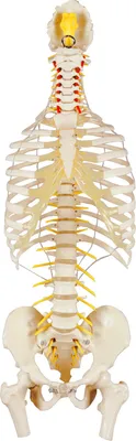 Produktbild von Wirbelsäule mit Brustkorb inkl. Stativ, Anatomie Modell, 80 cm