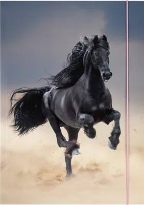 Produktbild von folia Zeichnungsmappe BASIC "Black Horse" Karton DIN A3