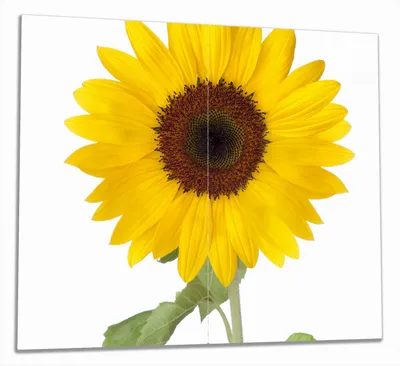 Produktbild von Wallario Herdabdeckplatte aus Glas, Größe 60 x 52 cm 2-teilig, Motiv Sonnenblume