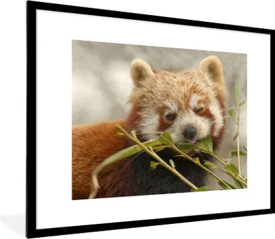 Produktbild von MuchoWow® Gerahmtes Poster Roter Panda - Pflanze - Nahrung 80x60 cm - Poster mit Schwarzem Bilderrahmen Wandposter Rahmen Foto Bilder - Schlafzimmer-Dekorationen - Fotoposter