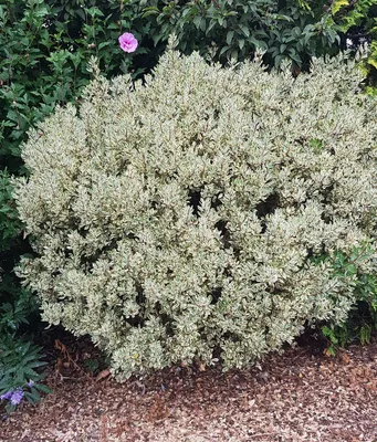 Image de Rhamnus alaternus 'Argenteovariegata' / Alaterne panaché