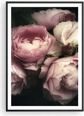 Produktbild von Gerahmtes Poster - Schwarzer Rahmen - Pfingstrose Blume - 70x100 cm - Wand Bild - Wanddeko - Wandbilder - Kunstposter - Wandposter - Bilderrahmen - Bilder - Kunstdruck - Wandbild - P2BPA70x100-3930