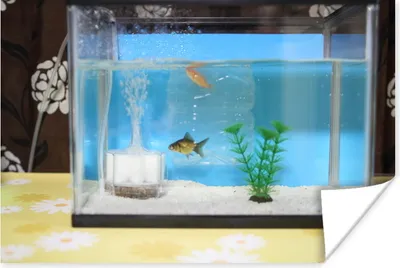 Produktbild von MuchoWow® Poster Zwei Fische in einem Aquarium 180x120 cm - Fotoplakat