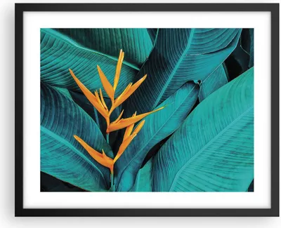Produktbild von Gerahmtes Poster - Schwarzer Rahmen - Blumen Tropen Blätter - 50x40 cm - Wand Bild - Wanddeko - Wandbilder - Kunstposter - Wandposter - Bilderrahmen - Bilder - Kunstdruck - P2BAA50x40-5116