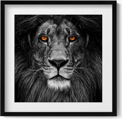 Produktbild von Schwarzer und weißer Löwenkopf– Wandbild mit Rahmen – Gerahmtes Bild  – Wanddekoration – 50x50 cm –  Schwarz Rahmen