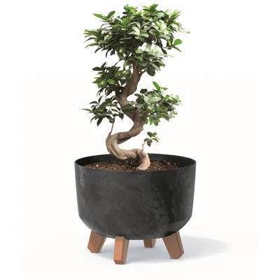 Obrázek produktu pro Květináč s nožičkami D 24 cm antracit Plastové květináče s vložkou Betonová optika Květináče Money Tree Kaktusy Gumovník