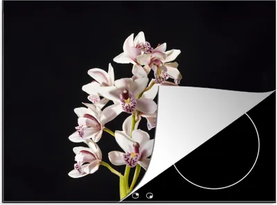 Produktbild von KitchenYeah© Herdabdeckplatte Eine weiße Orchidee vor schwarzem Hintergrund , 75x52cm, Küche Deko, Glaskeramikkochfeld Herdabdeckung, Abdeckplatte fùr Kochfeld