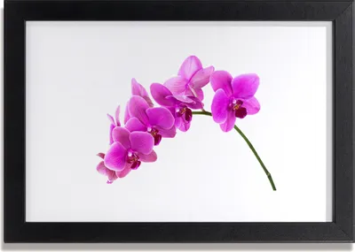 Produktbild von Bild 30x20 MDF-Rahmen Wandkunst Orchid Blume Orchidee