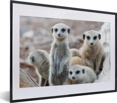 Produktbild von MuchoWow® MuchoWow® Gerahmtes Poster Neugierige Erdmännchen 40x30 cm - Poster mit zchwarzem Bilderrahmen - Bilderrahmen - Poster im Rahmen