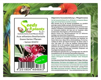 Produktbild von 5x Acca sellowiana Brasilianische Guave Garten Pflanzen - Samen ID1072