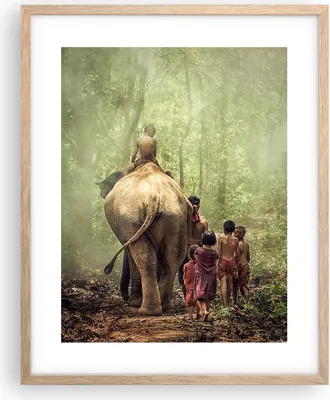 Produktbild von Gerahmtes Poster - Rahmen in heller Eiche - Elefant Dschungel Nebel - 40x50 cm - Wand Bild - Wanddeko - Wandbilder - Wandposter - Bilderrahmen - Bilder - Kunstdruck - Wandbild - P2NPA40x50-3438
