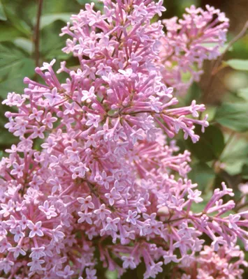Obrázek produktu pro 2 x  divoký šeřík  - Syringa 'Josee'  | 40-60 cm v kontejneru