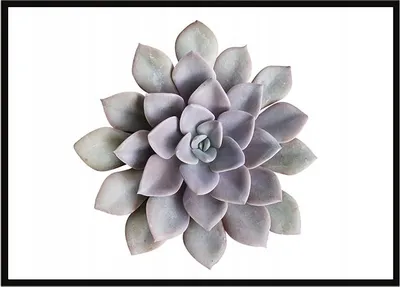Produktbild von Bild Poster im Rahmen 53x73 cm Blume P1048