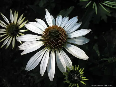 Produktbild von 3 x Weißer Sonnenhut , Sommerblüher , Echinacea , Tb 9